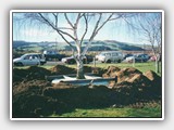Tree delivery and planting service